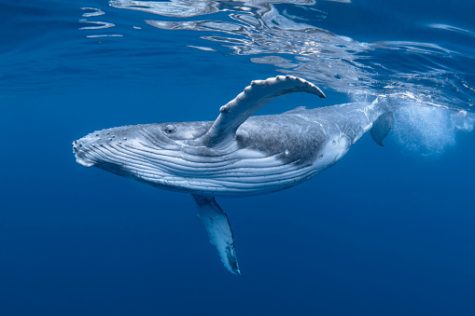 The Role of Whales in Absorbing Carbon Dioxide