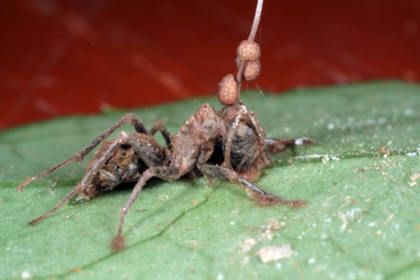 The Deadly Parasite Ophiocordyceps Unilateralis