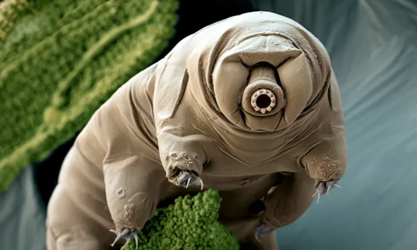 The+Remarkable+Resilience+of+Tardigrades