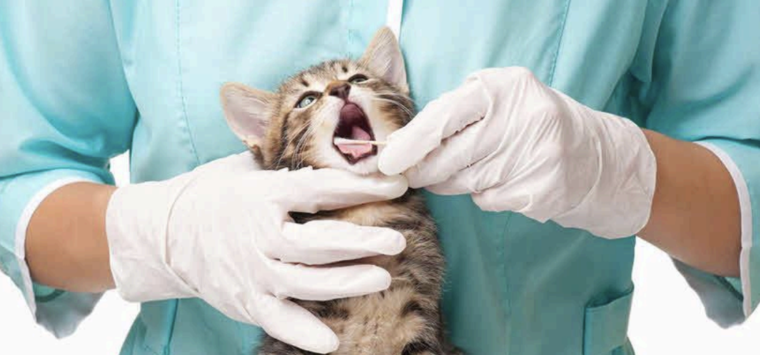 Veterinarians Faced With Dental Epidemic