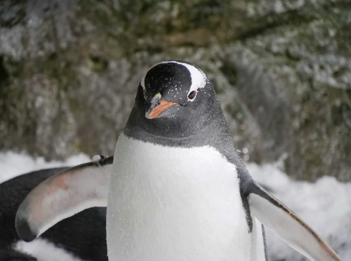 Gentoo Penguins and Their Conservation