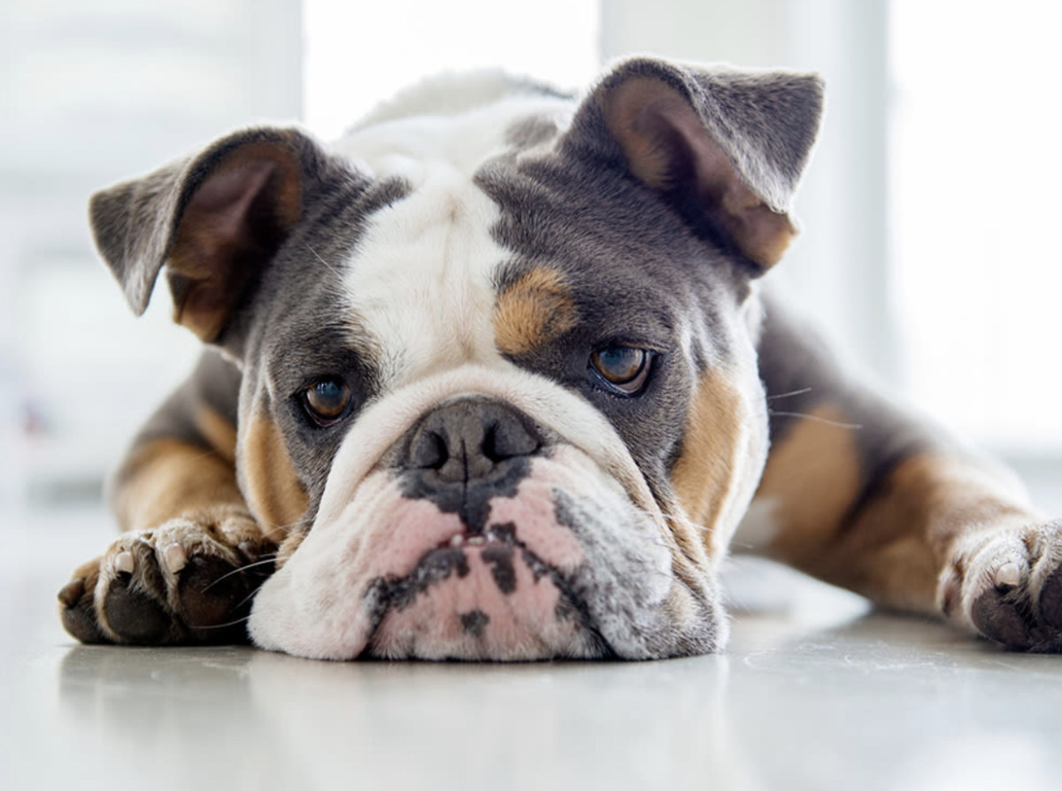 The Big Issue With Breeders and Bulldogs