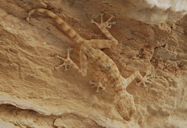 How Animals Use Camouflage and Mimicry
