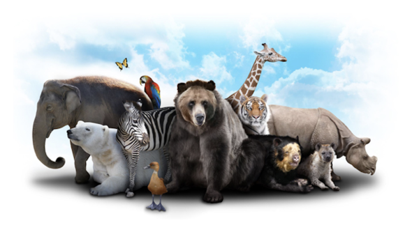Disappearing Species – Are We Helping or Harming?