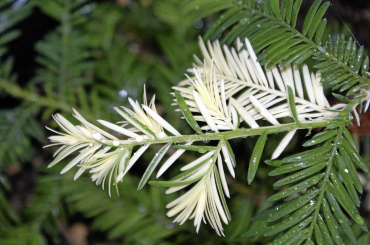Ghost of the Forest: The Albino Redwood