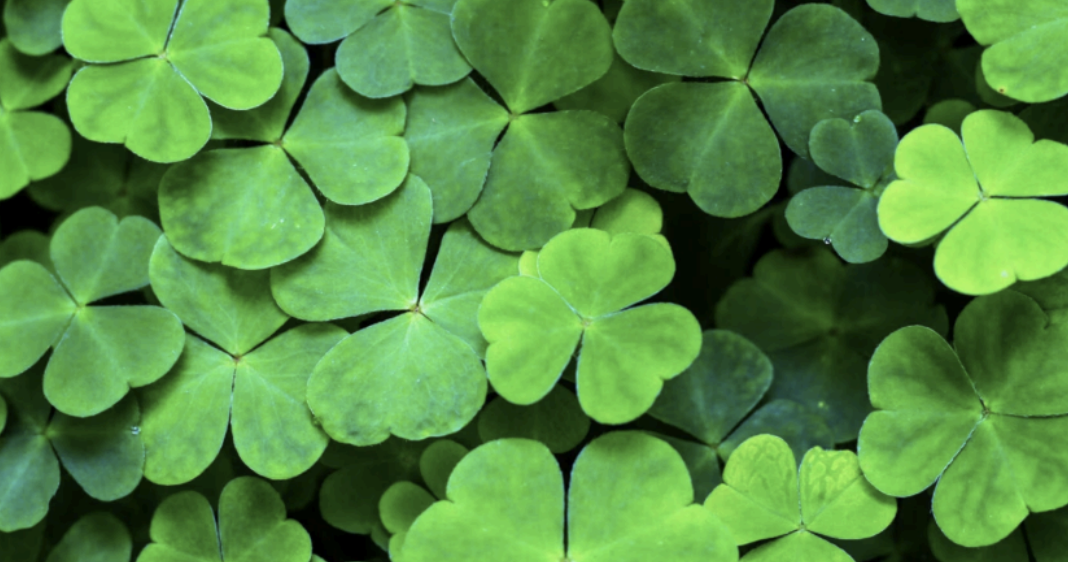 What to do Next St. Patrick’s Day